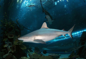 PADI Distinctive Specialty Dubai Aquarium and Underwater Zoo Course 2